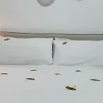 Perla Di Mola Apartmán